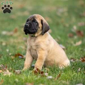 Rusty, English Mastiff Puppy